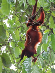 Alouatta macconnelli