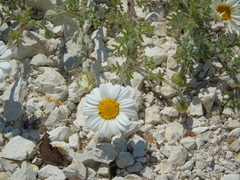 Anthemis peregrina