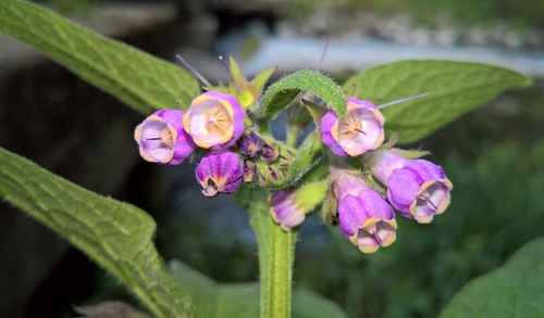 Vaistinė taukė nuotrauka