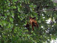 Alouatta macconnelli