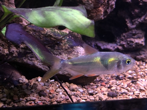 Bucktooth tetra (Exodon paradoxus) — Characidae — 3