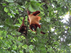 Alouatta macconnelli