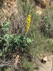 Thermopsis macrophylla