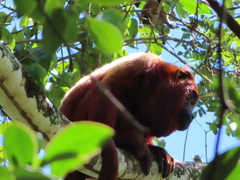 Alouatta macconnelli