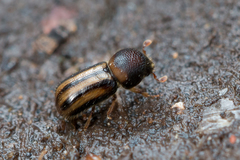 Trypodendron signatum