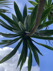 Dracaena steudneri