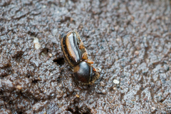 Trypodendron signatum