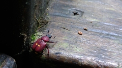 Paratrichius diversicolor