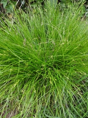 Carex remota