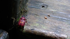 Paratrichius diversicolor