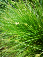 Carex remota