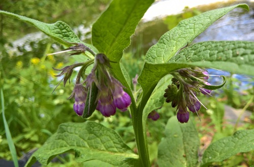 Vaistinė taukė nuotrauka