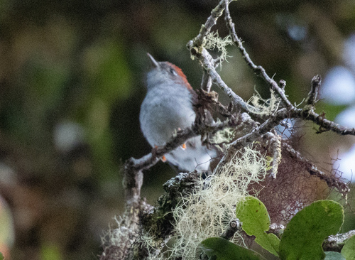 Garnet Robin (Eugerygone rubra), photo 4