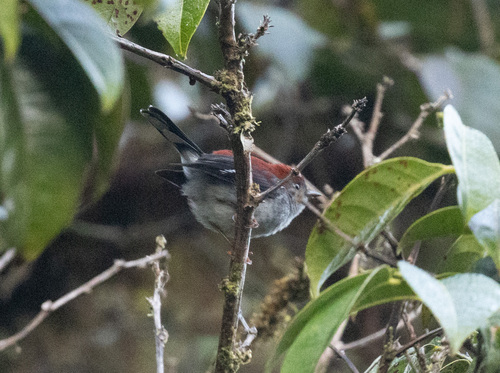 Garnet Robin (Eugerygone rubra), photo 2