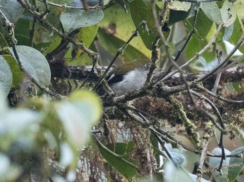 Garnet Robin (Eugerygone rubra), photo 1
