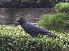 Corvus macrorhynchos japonensis