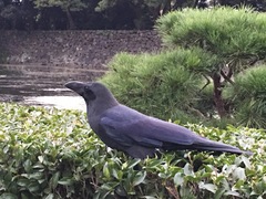 Corvus macrorhynchos japonensis