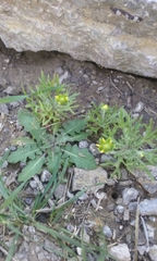 Ceratocephala testiculata