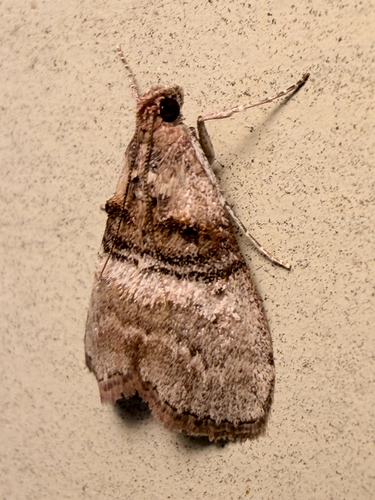 Sycamore Webworm Moth (Pococera militella)
