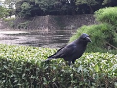 Corvus macrorhynchos japonensis