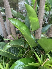 Philodendron davidsonii