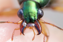 Chlaenius pennsylvanicus