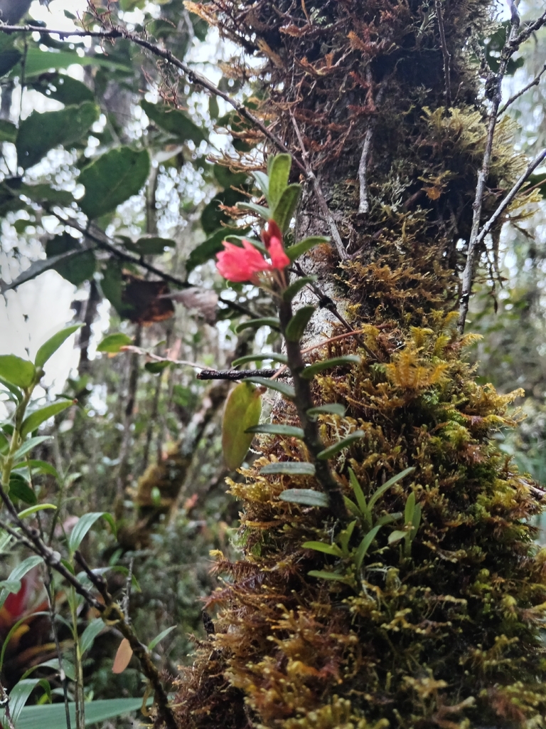 Fernandezia hartwegii