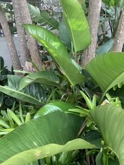 Philodendron davidsonii