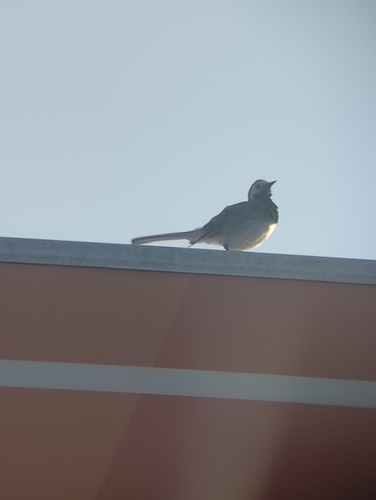 White Wagtail
