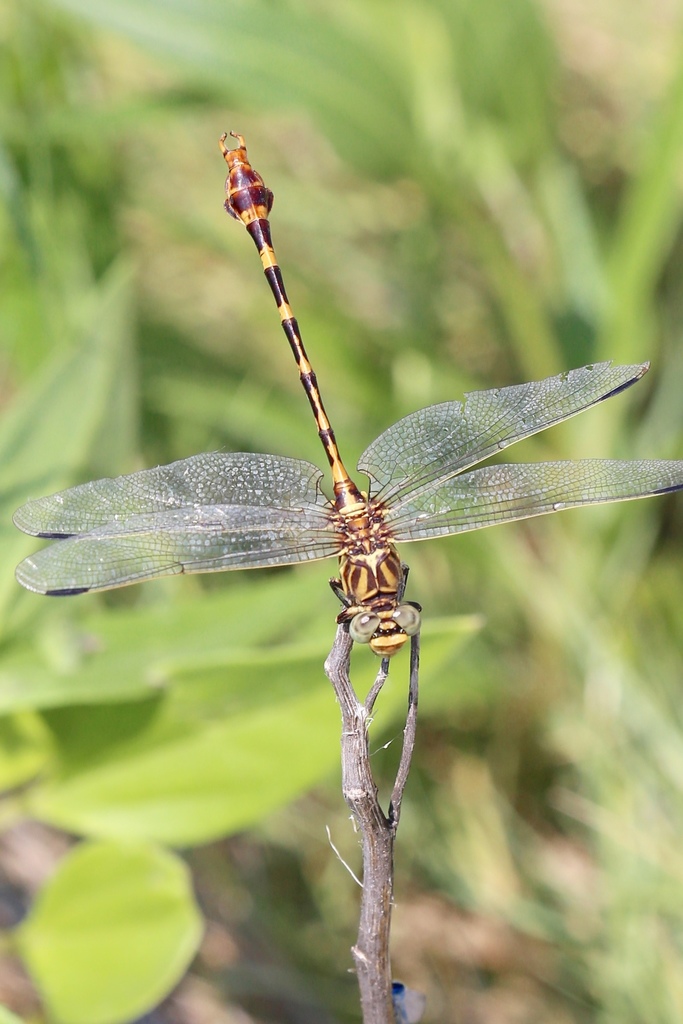 Four-striped Leaftail