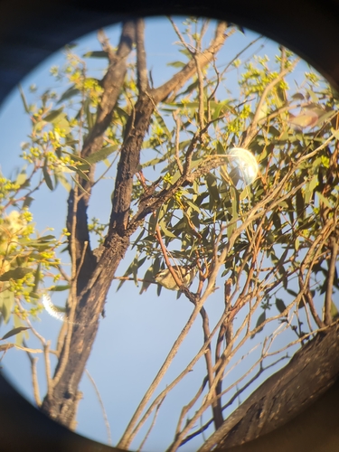 Striated Pardalote