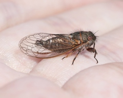 Platypedia vanduzeei