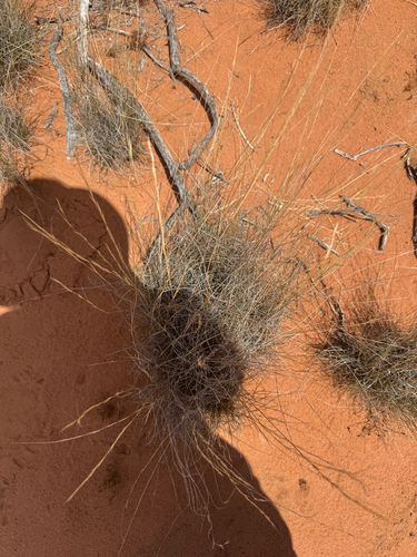 burrograss