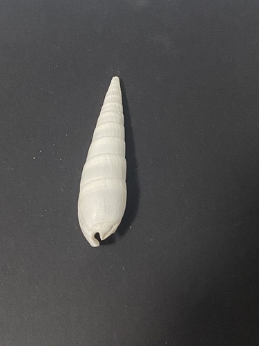 Rhinoclavis fasciata observed 2025-12-17