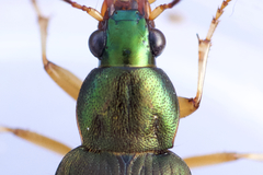 Chlaenius pennsylvanicus