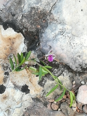 Polygala rupestris