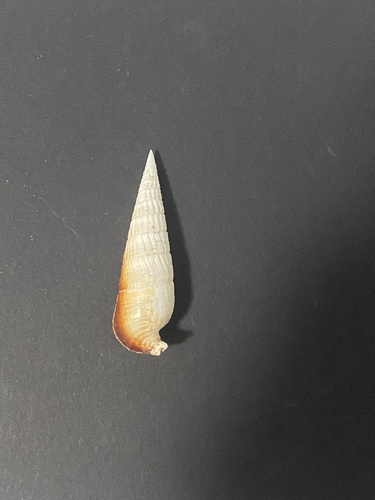 Rhinoclavis fasciata observed 2025-12-17