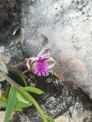 Polygala rupestris