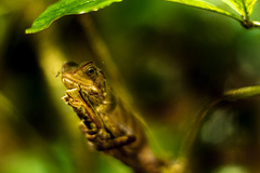 Enyalioides laticeps