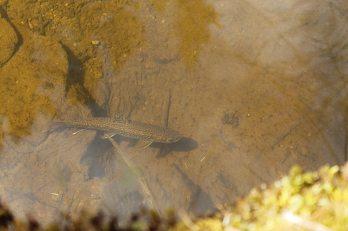 Salvelinus fontinalis image
