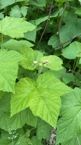 thimbleberry