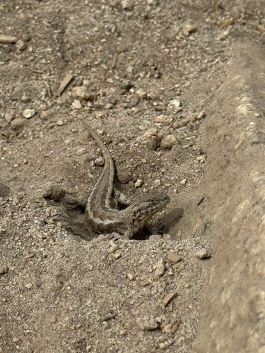 iNaturalist observation photo of Common Sagebrush Lizard