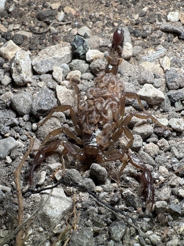 Intermediate Scorpion