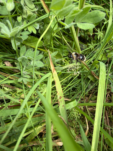 iNaturalist observation photo of Bumble Bees