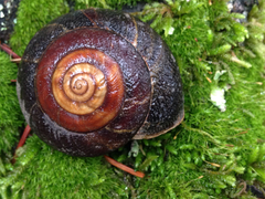 Monadenia infumata