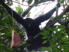 Ateles paniscus