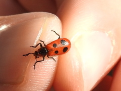 Pelonides quadrinotata