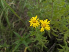 Heterotheca camporum