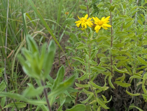 Heterotheca camporum, photograph 1
