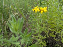 Heterotheca camporum, photograph (c) Ryan Sorrells, some rights reserved (CC BY)